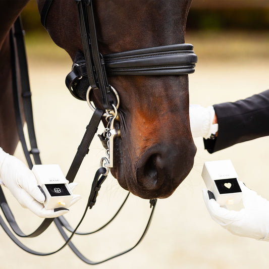 Two Lucky Pins presented in the box and positioned next to a horse's nose
